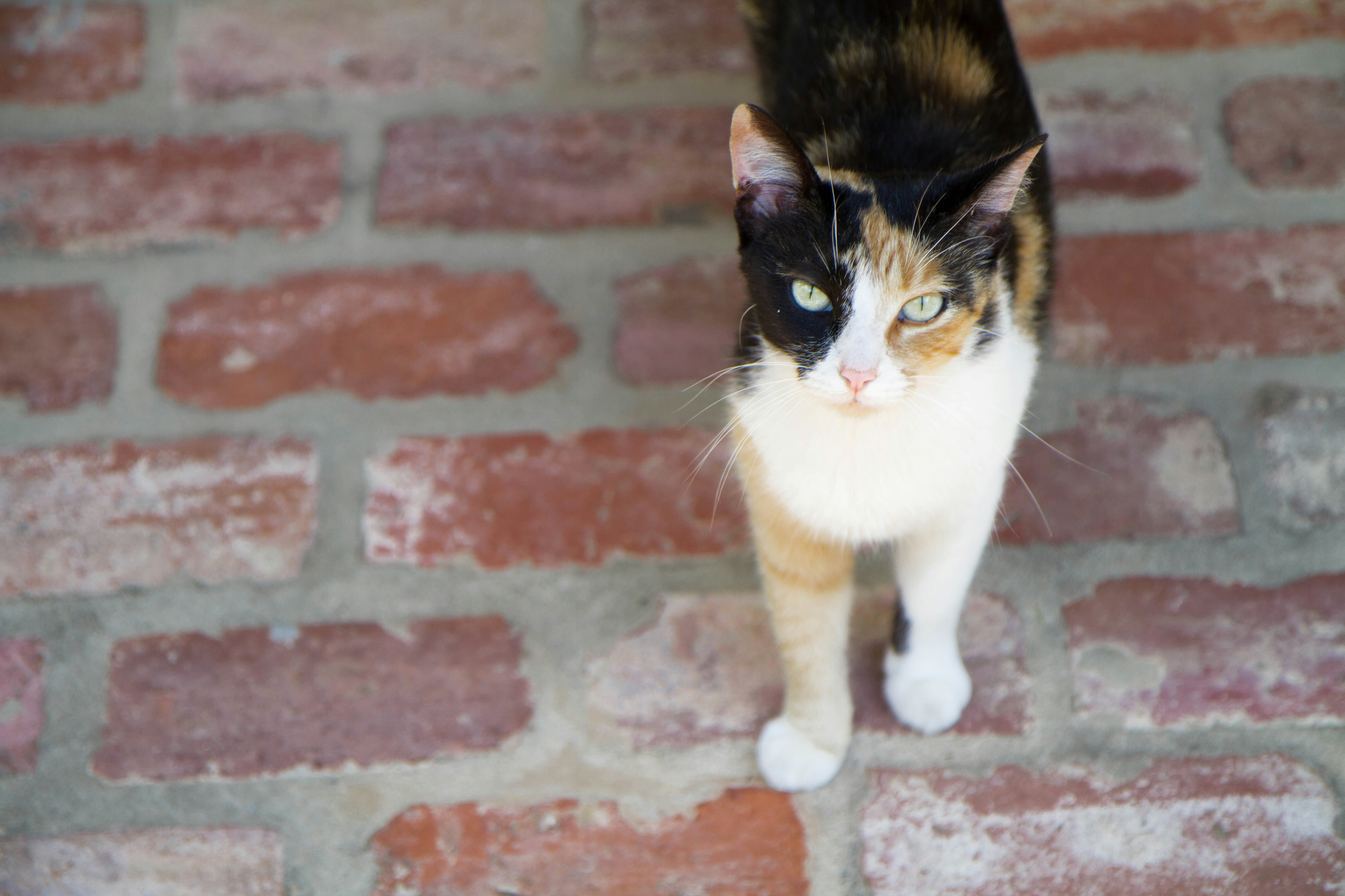 Free Unsplash photo from Madison Watson