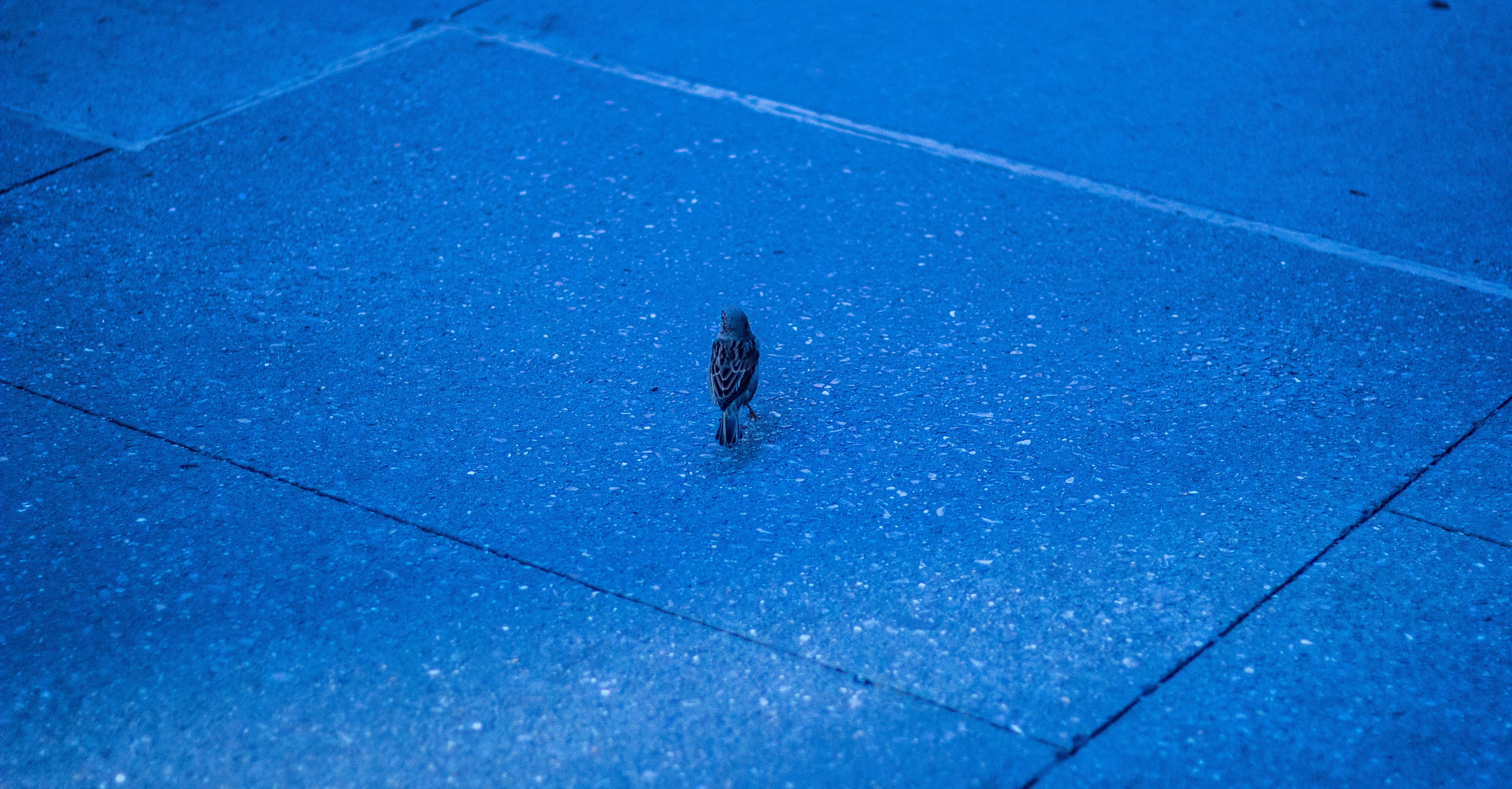 Free Unsplash photo from Niraj Khanal