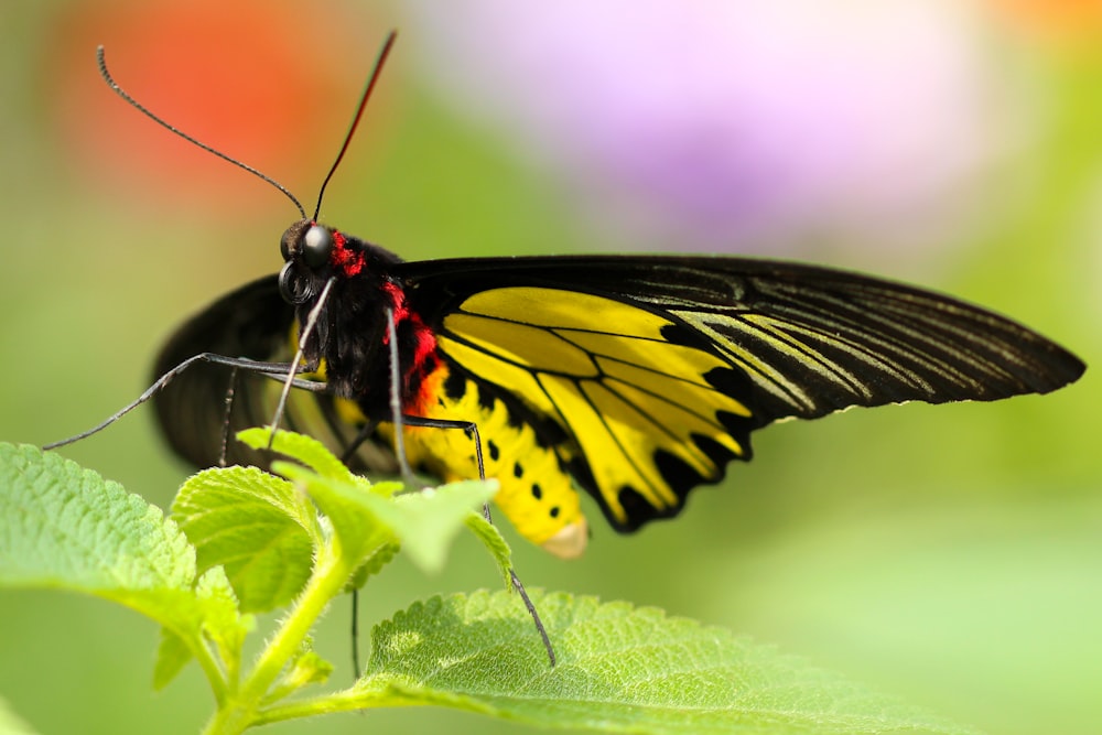 mariposa negra y amarilla en planta de hojas verdes