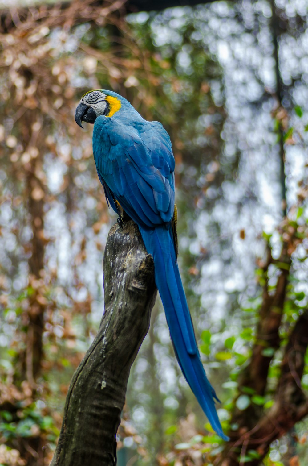 Disparo bokeh de pájaro azul y amarillo