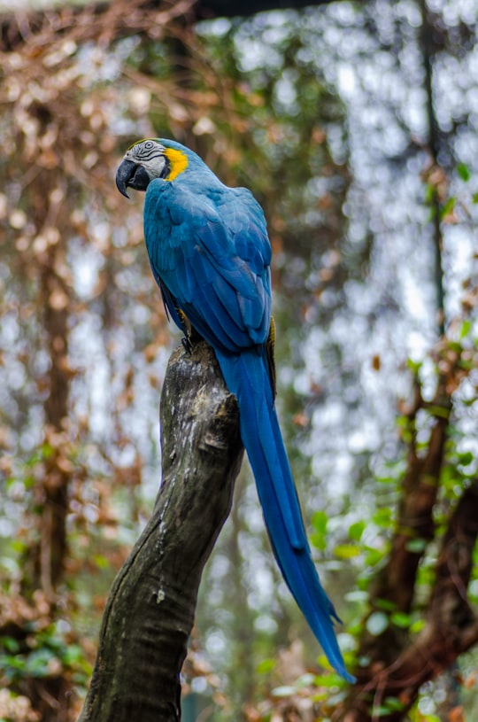 bokeh shot of blue and yellow bird in Sentosa Singapore