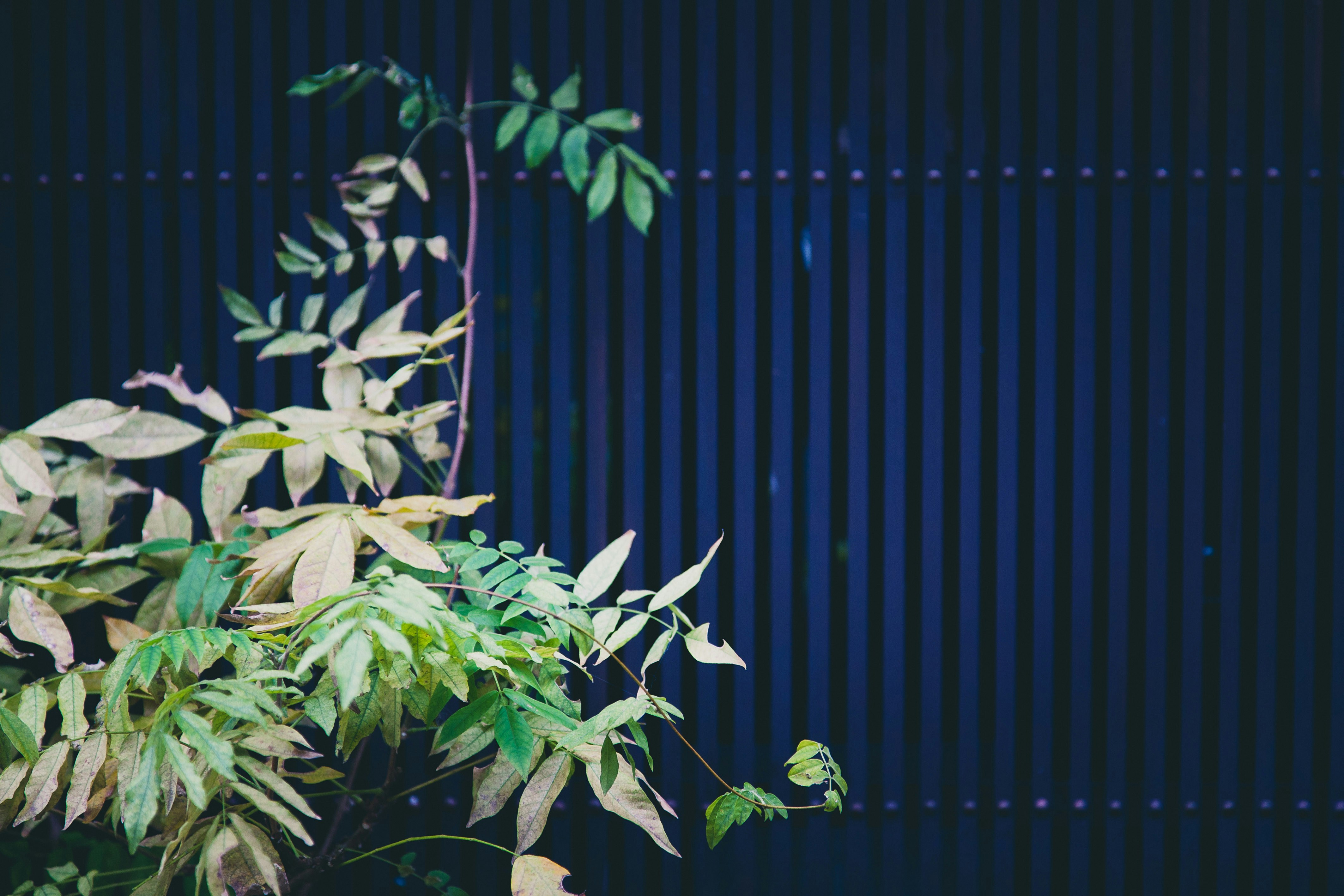 Free Unsplash photo from Francesco Gallarotti