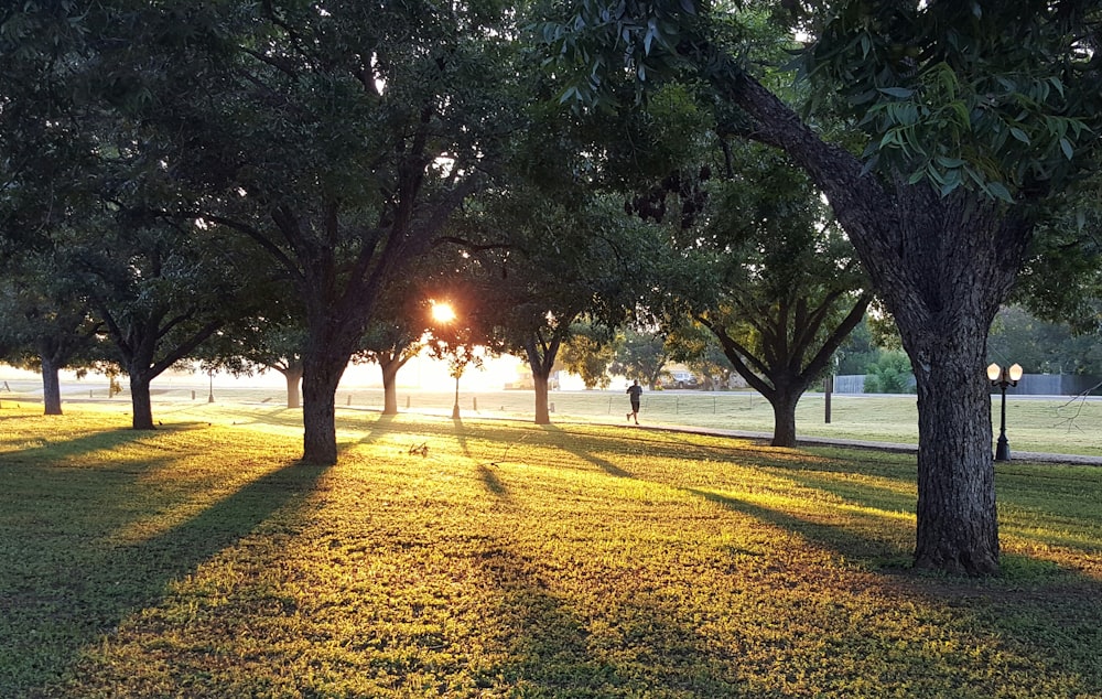 El sol brilla a través de los árboles