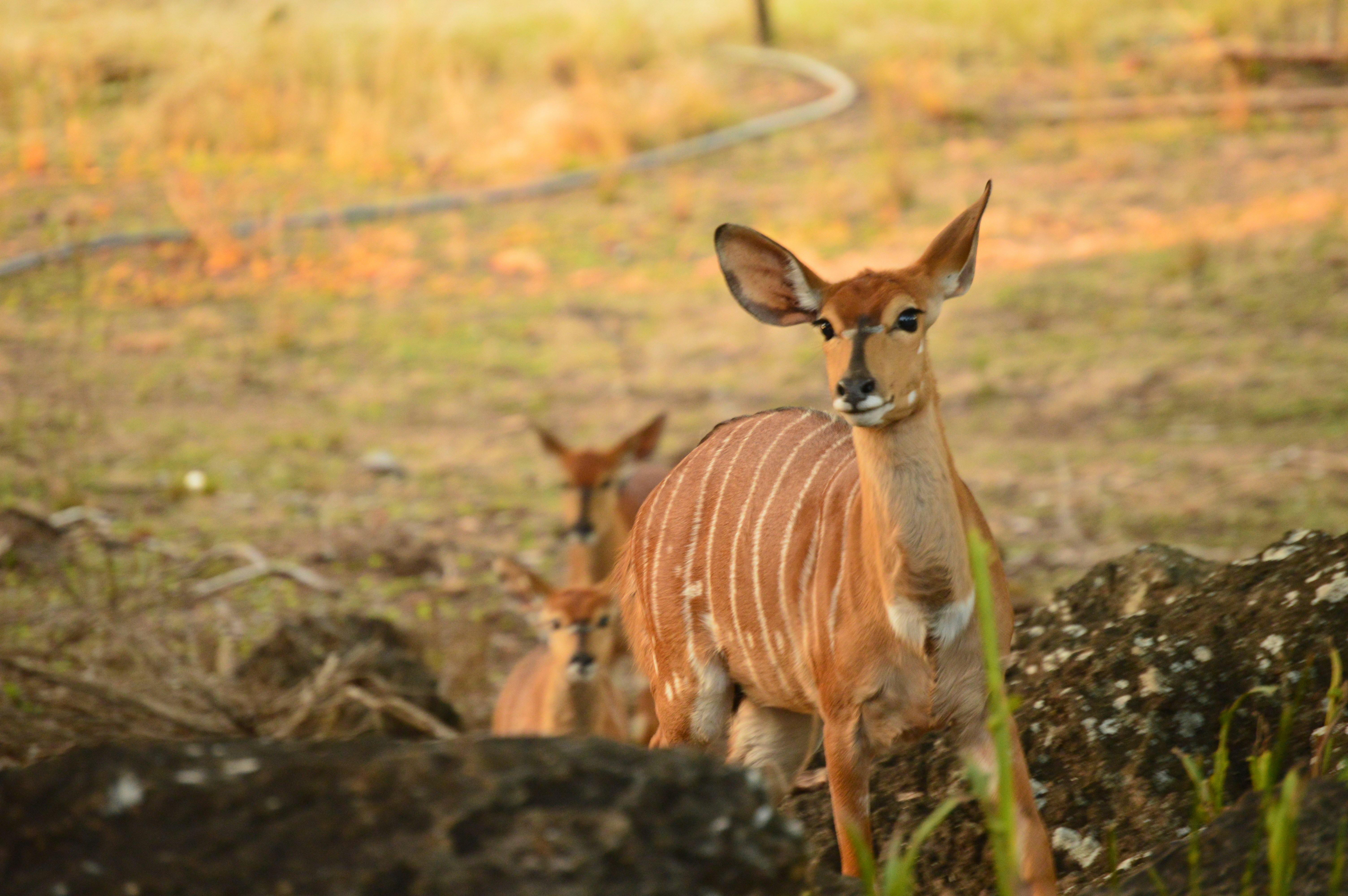 Free Unsplash photo from Carel Pretorius
