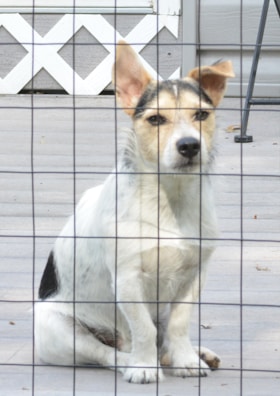 A friendly installer adjusting a dog fence, emphasizing customer care and reliability.