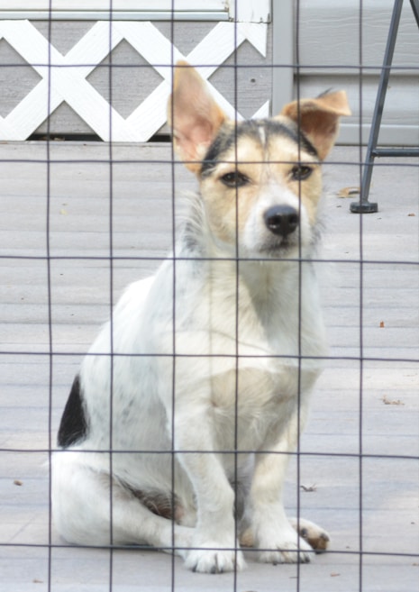 A white and brown dog with perky ears sits behind a wire fence, looking attentively forward. The background includes a wooden deck and a part of a building or gate with a crisscross design.