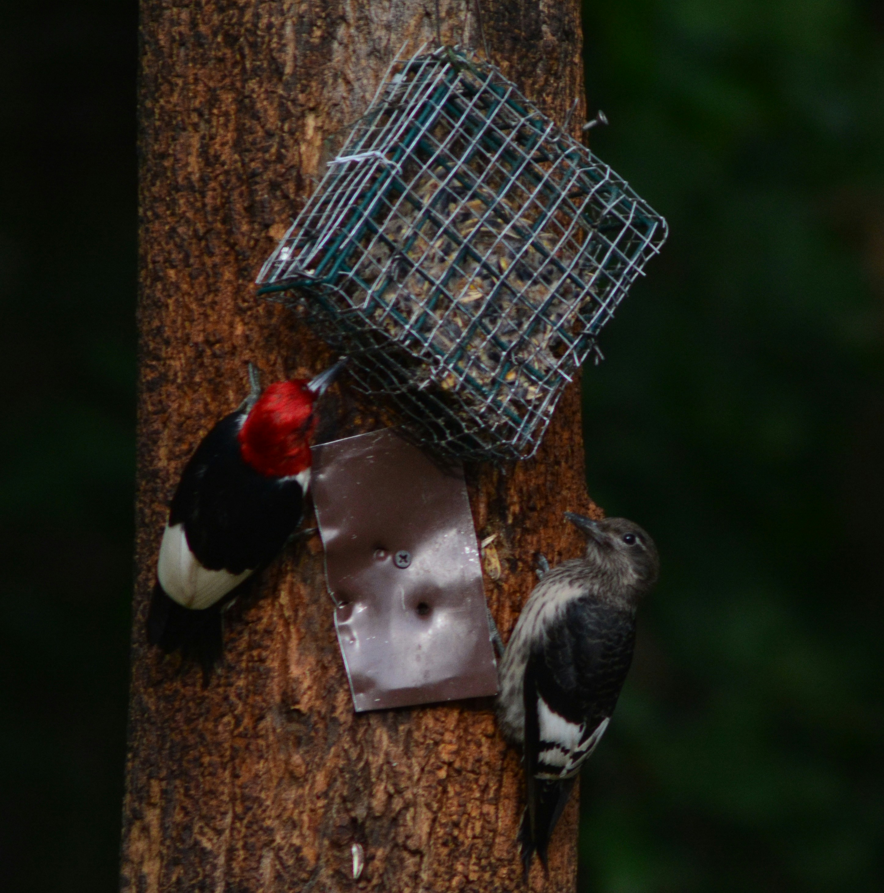 Free Unsplash photo from john bell