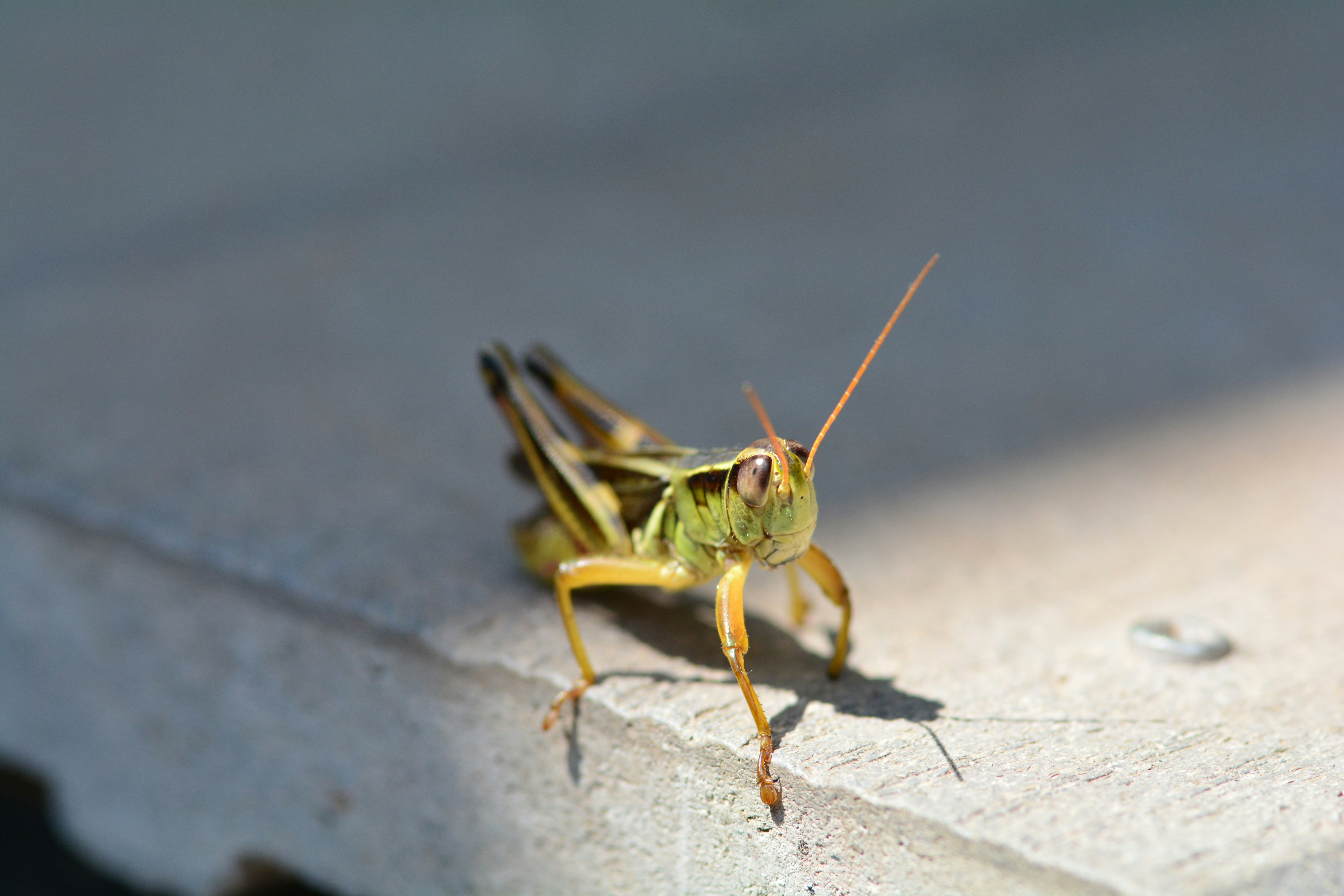 Free Unsplash photo from john bell