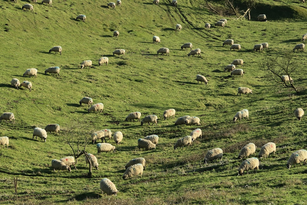 moutons éparpillés sur un champ d’herbe verte