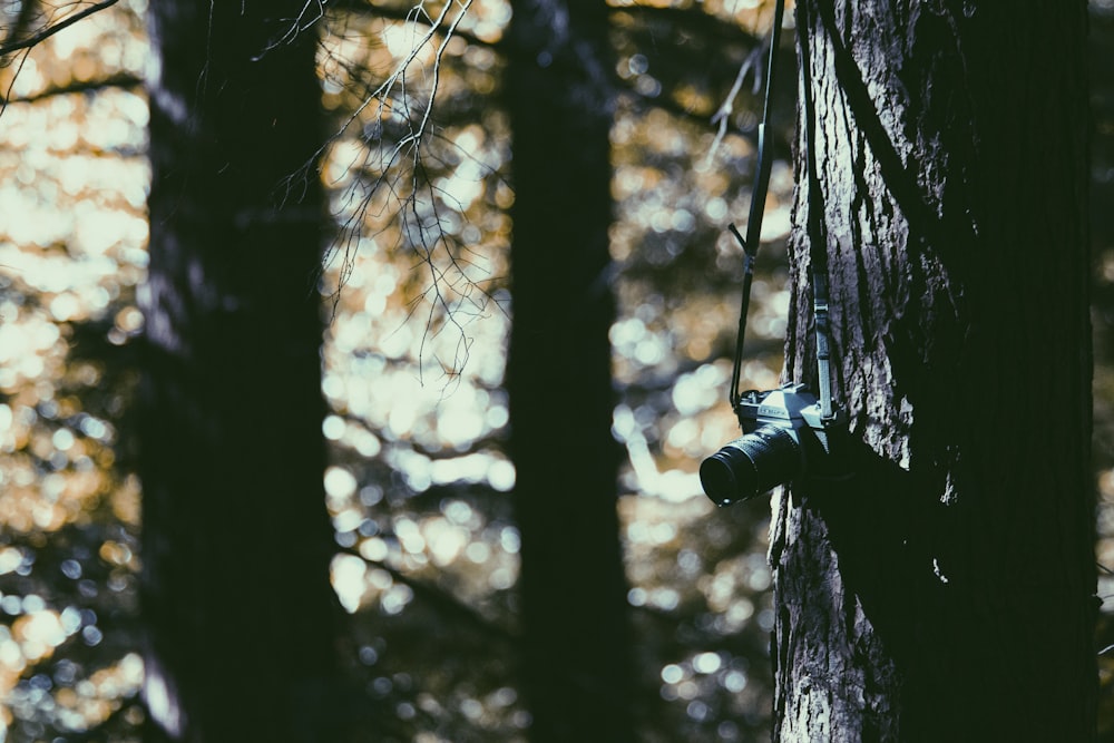 câmera DSLR preta na árvore marrom