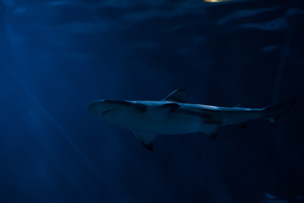 Tiburón gris en cuerpo de agua