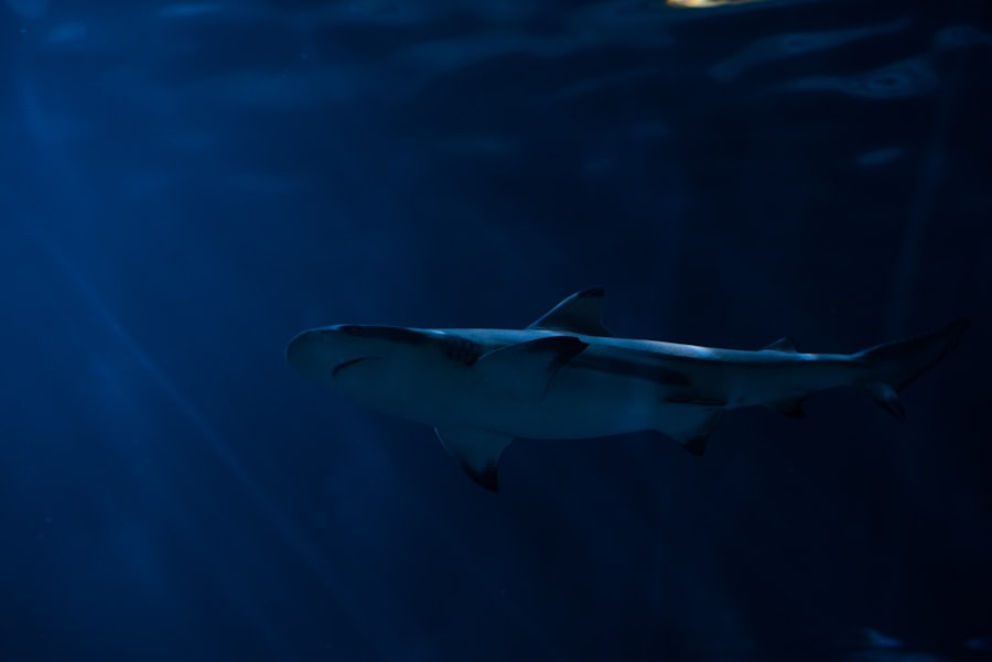 Oceanic whitetip shark in the Red Sea