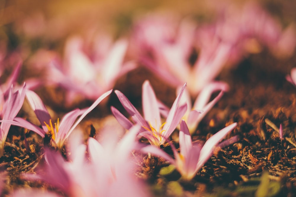 fotografia de foco seletivo de flores de pétalas cor-de-rosa