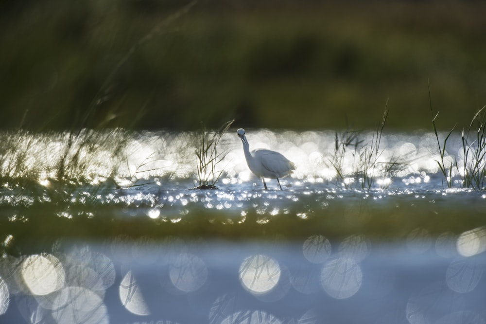 white bird on lake