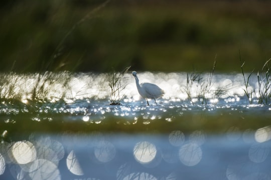 white bird on lake in Milford United States
