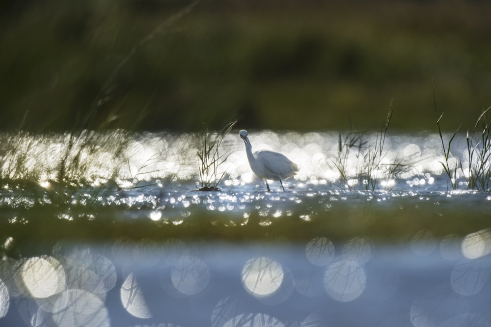 oiseau blanc sur le lac