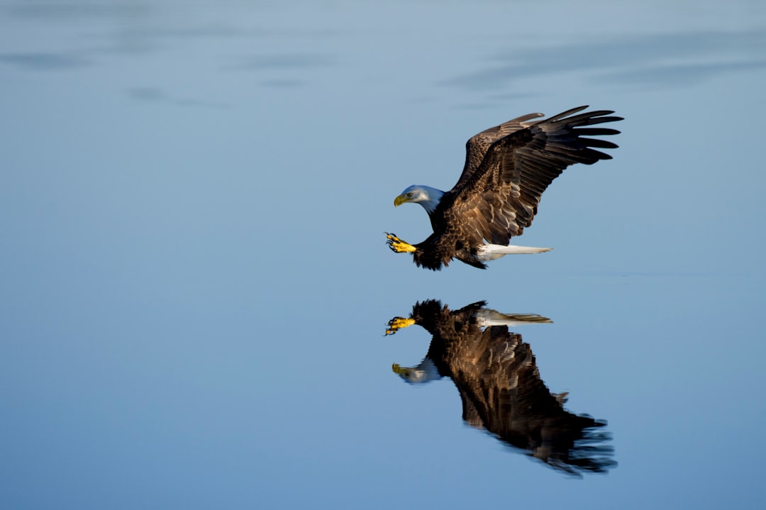  american bald eagle over body of water bald eagle