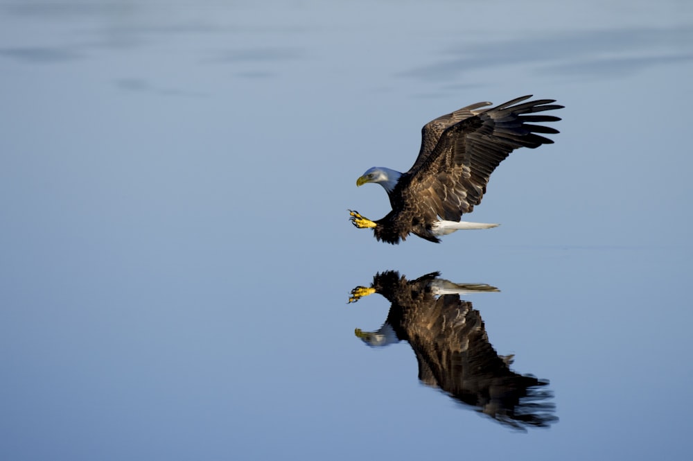 Aquila calva americana sopra lo specchio d'acqua