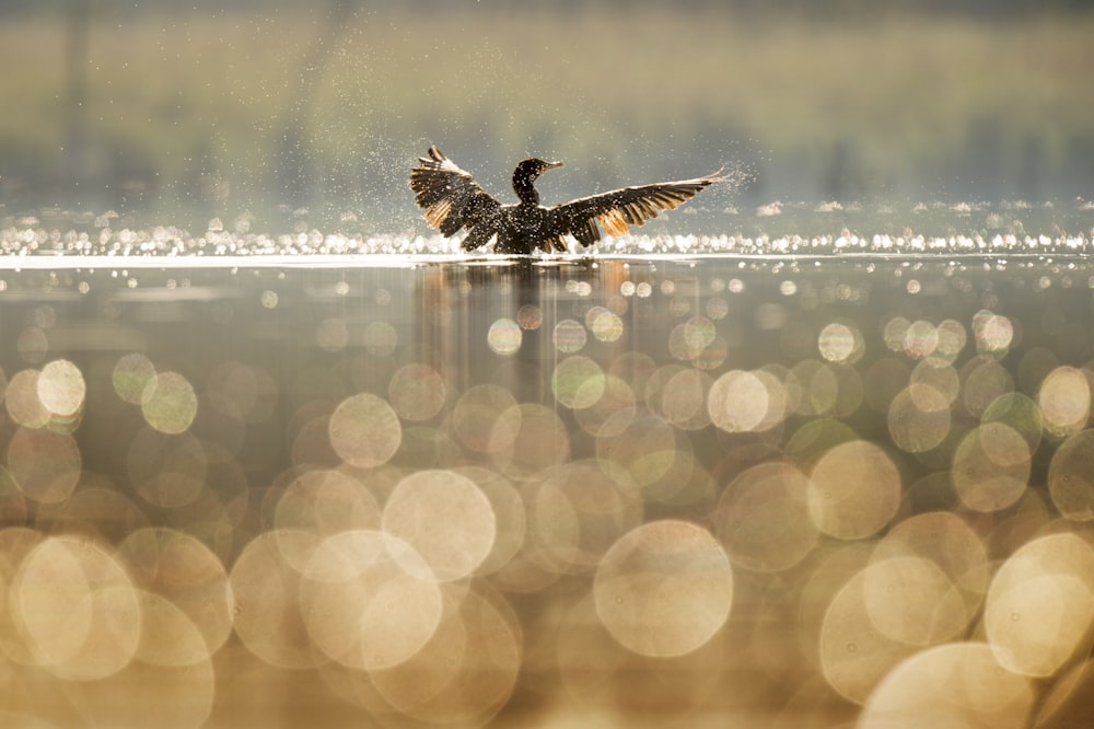 bird bathing on body of water