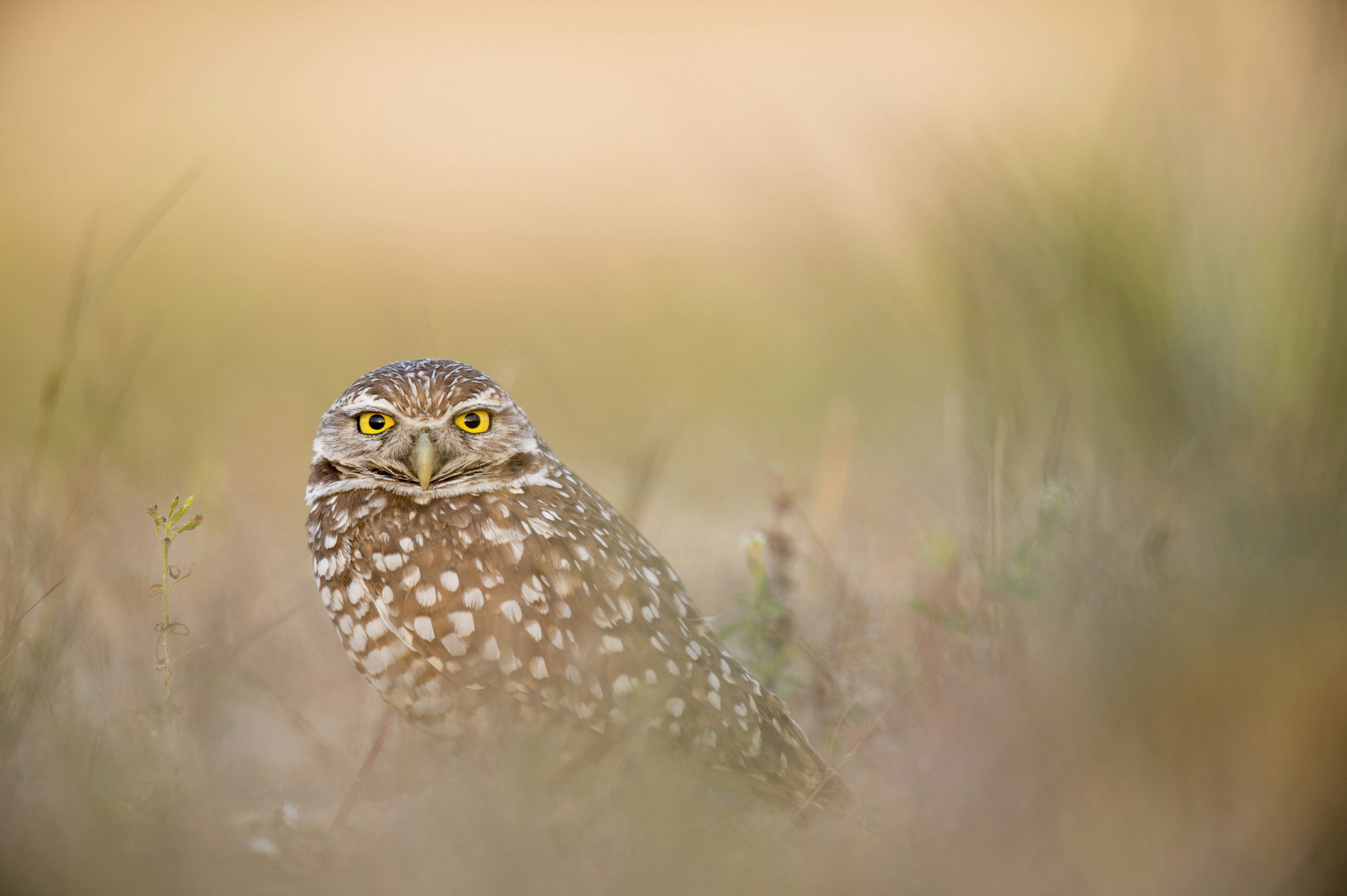 Passionate photographers have captured the most gorgeous animals in the world in their natural habitats and shared them with Unsplash. Now you can use these photos however you wish, for free!