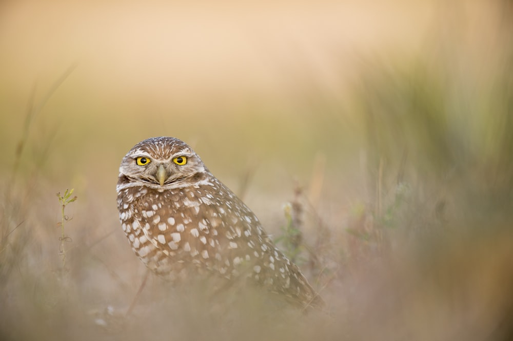 shallow focus photography of owl