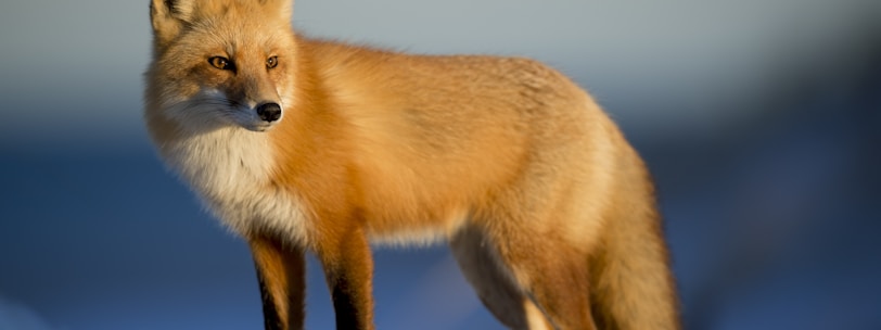brown fox on snow field