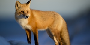 brown fox on snow field