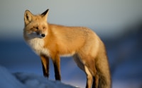 brown fox on snow field