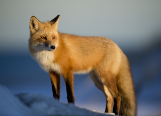 brown fox on snow field