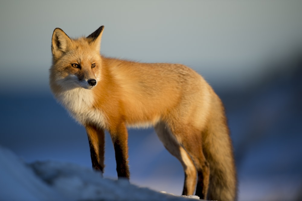 brown fox on snow field