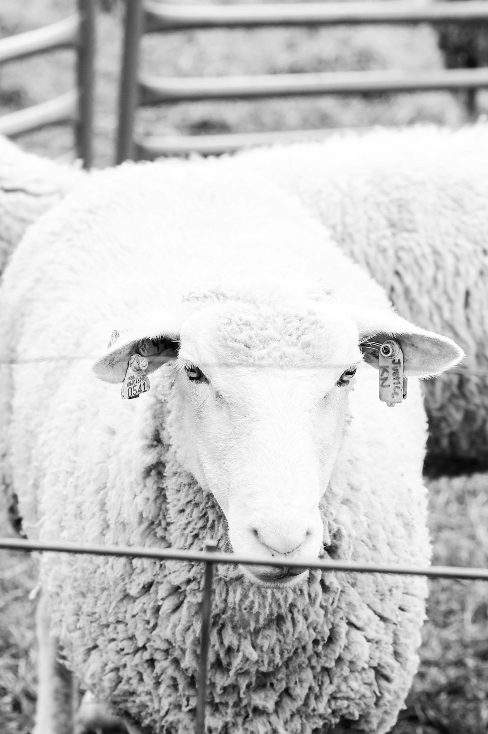 grayscale photography of sheep