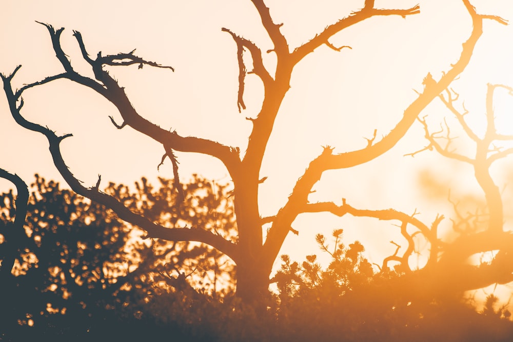 Silueta de árbol durante la puesta del sol