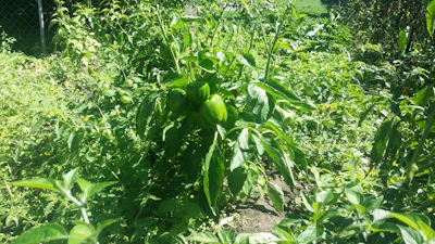 A lush green pepper plantation with farmers harvesting long pepper under a bright sky.