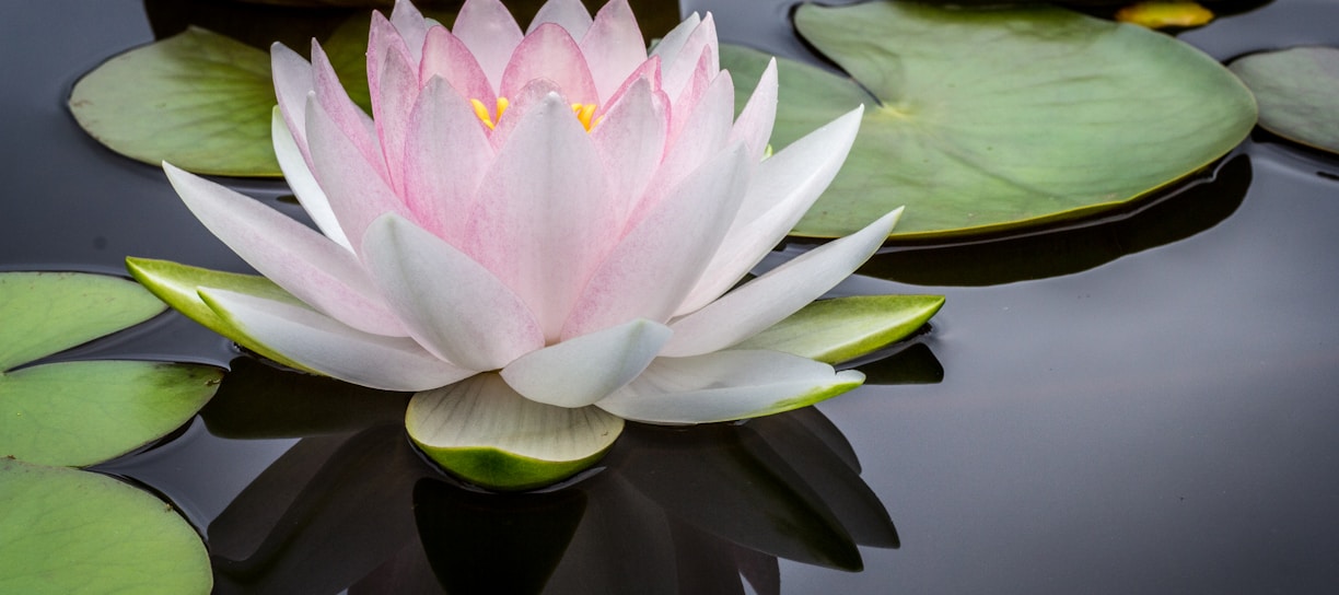 rule of thirds photography of pink and white lotus flower floating on body of water