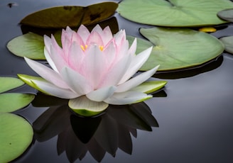 pink and white lotus flower with lily pads floating on body of water