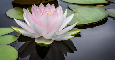 pink and white lotus flower with lily pads floating on body of water