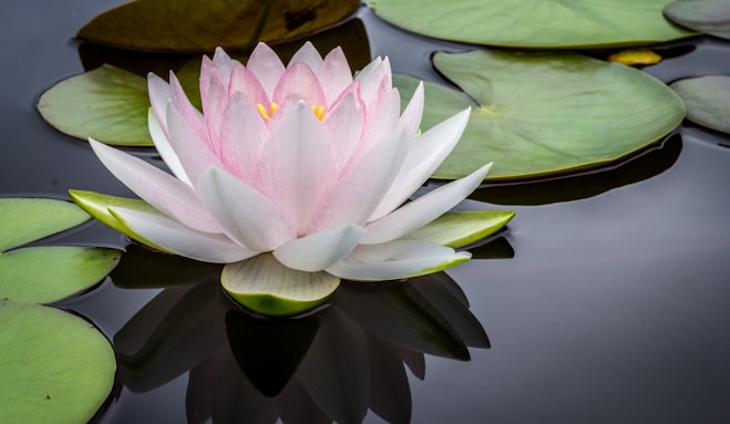 rule of thirds photography of pink and white lotus flower floating on body of water