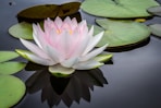 rule of thirds photography of pink and white lotus flower floating on body of water