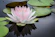 rule of thirds photography of pink and white lotus flower floating on body of water