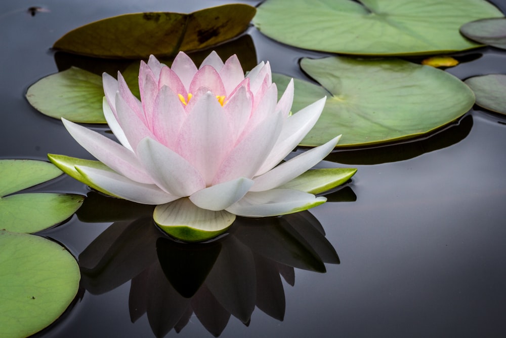 Fotografía de la regla de los tercios de la flor de loto rosa y blanca flotando en el cuerpo de agua