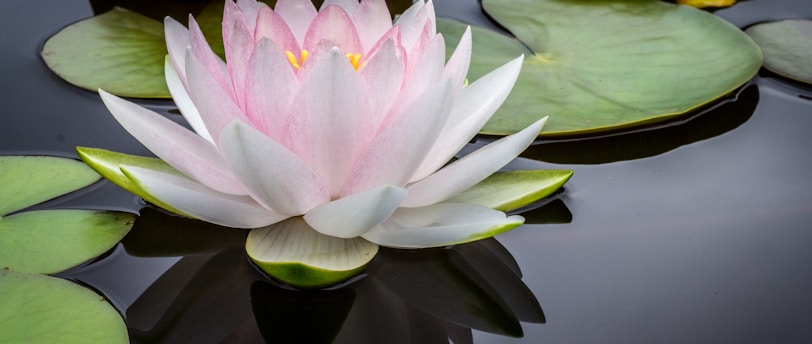 rule of thirds photography of pink and white lotus flower floating on body of water