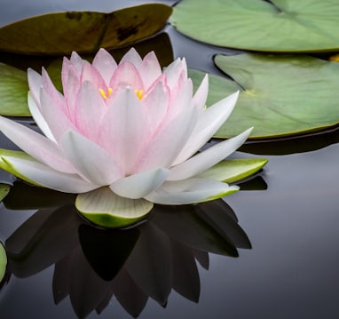 rule of thirds photography of pink and white lotus flower floating on body of water