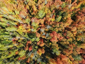 Vibrant drone capture of a colorful fall forest from above, showcasing the mosaic of red, orange, and yellow.