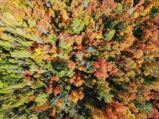 Vibrant drone capture of a colorful fall forest from above, showcasing the mosaic of red, orange, and yellow.
