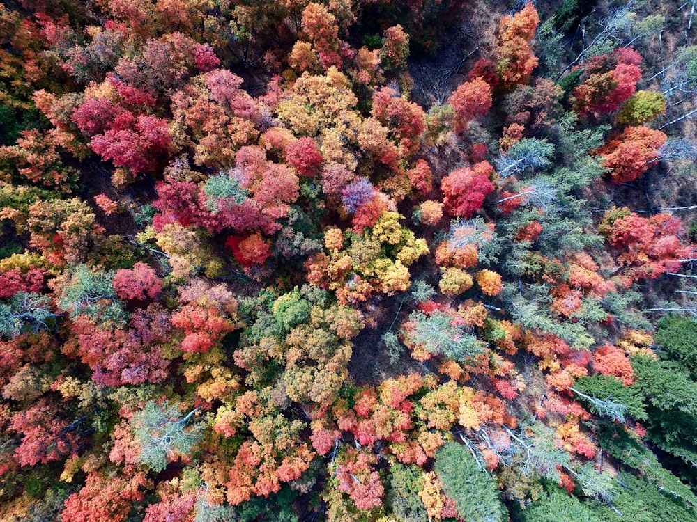 aerial photography of nature trees