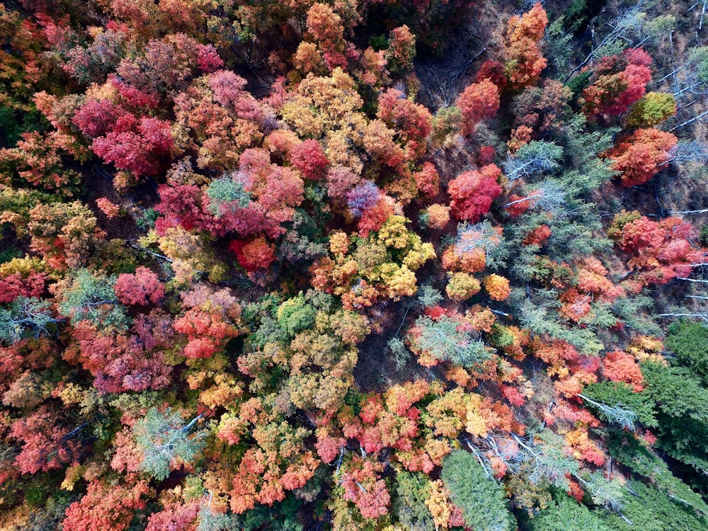 Photographie aérienne d’arbres naturels