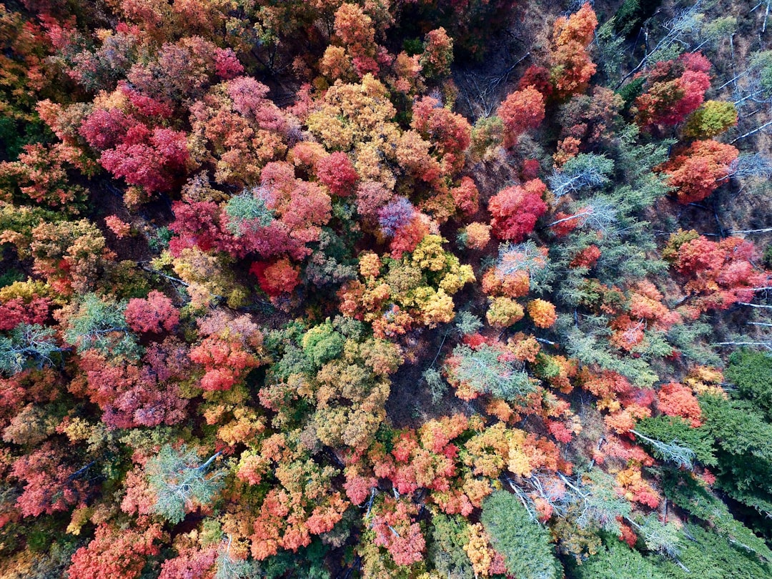 aerial photography of nature trees, Beautiful autumn forest