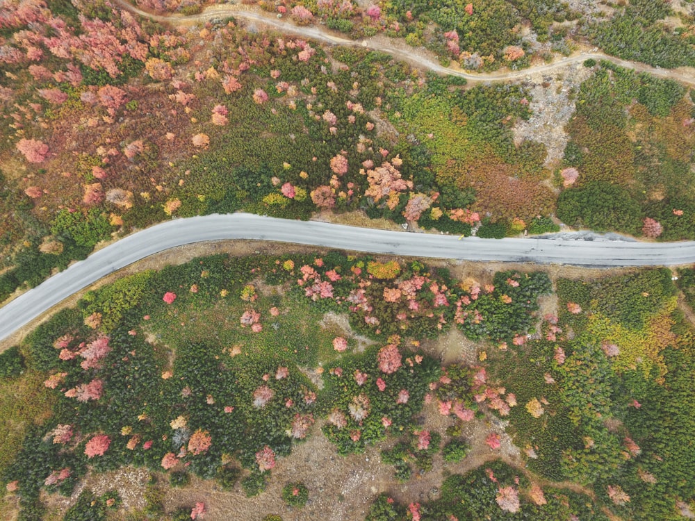 Photographie aérienne d’une route entre les forêts
