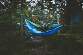 people in hammocks tied between trees