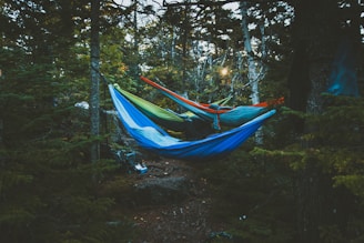 people in hammocks tied between trees